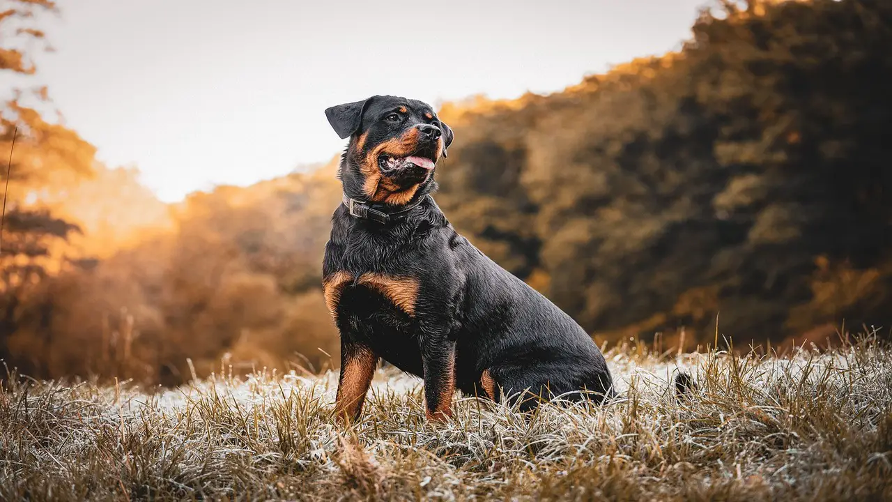 How Much Does A 7 Month Old - Rottweiler Cost