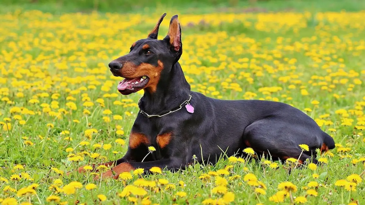 How Much Does A Doberman-Mixed With Mastiff Cost