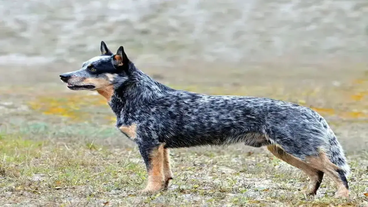 How Much Does A Kelpie-Heeler Mix Cost