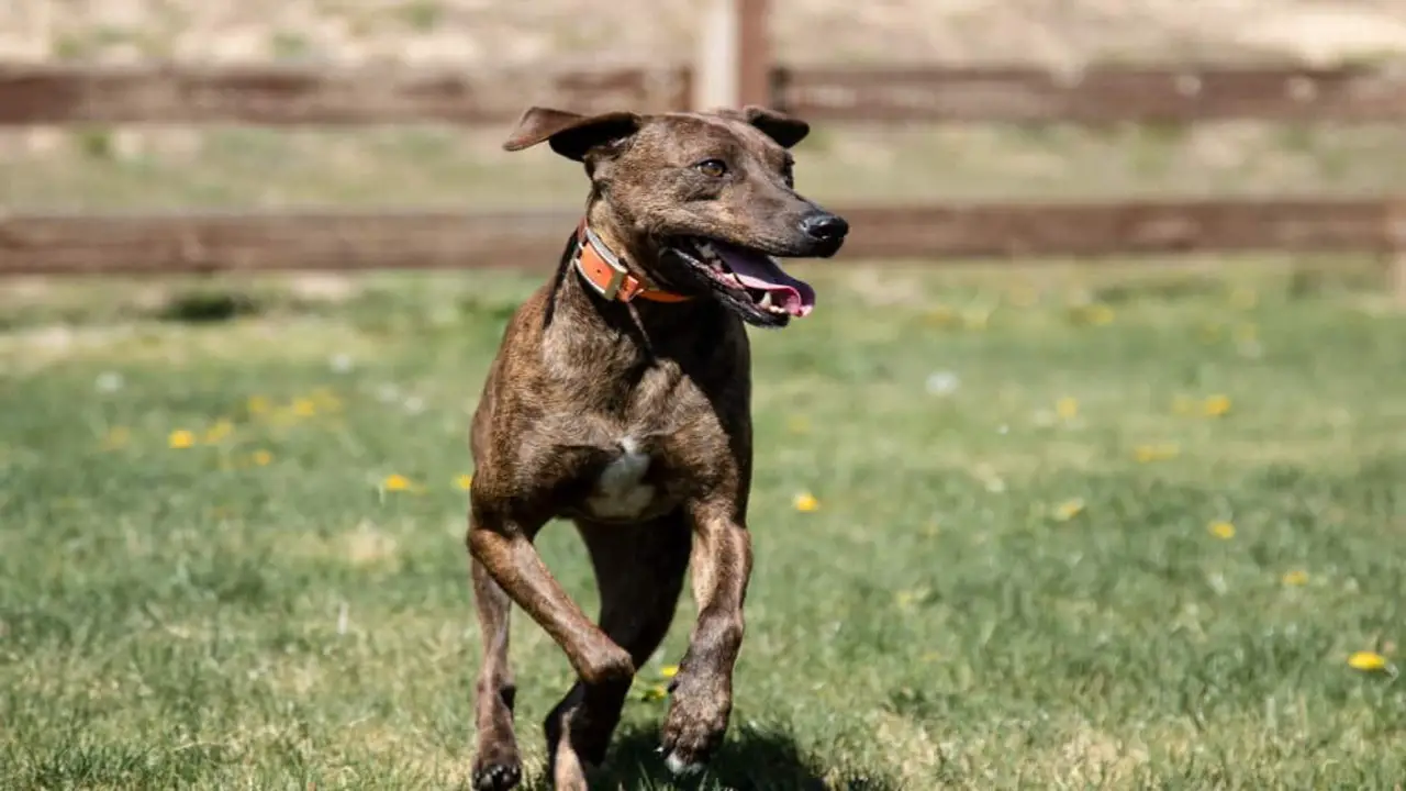 How Much Is The Cost Of A Plott-Hound Greyhound Mix