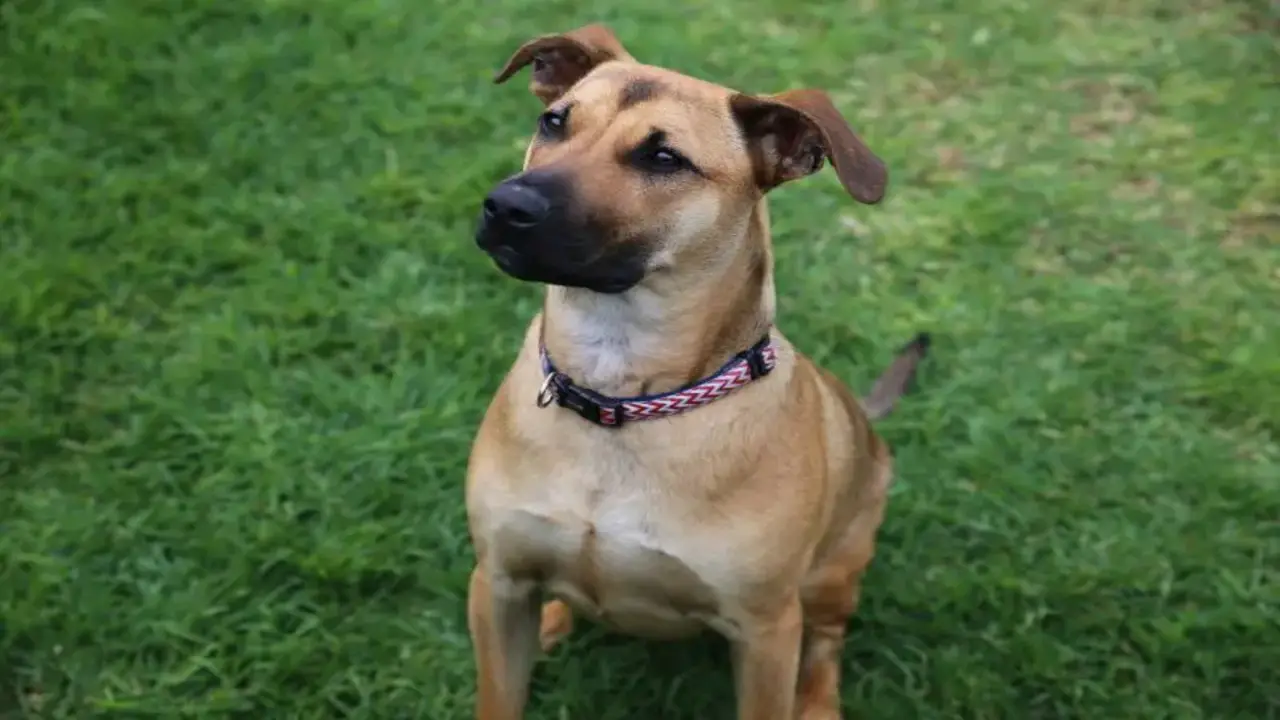 How To Adopt Black Mouth Cur Beagle-Mix