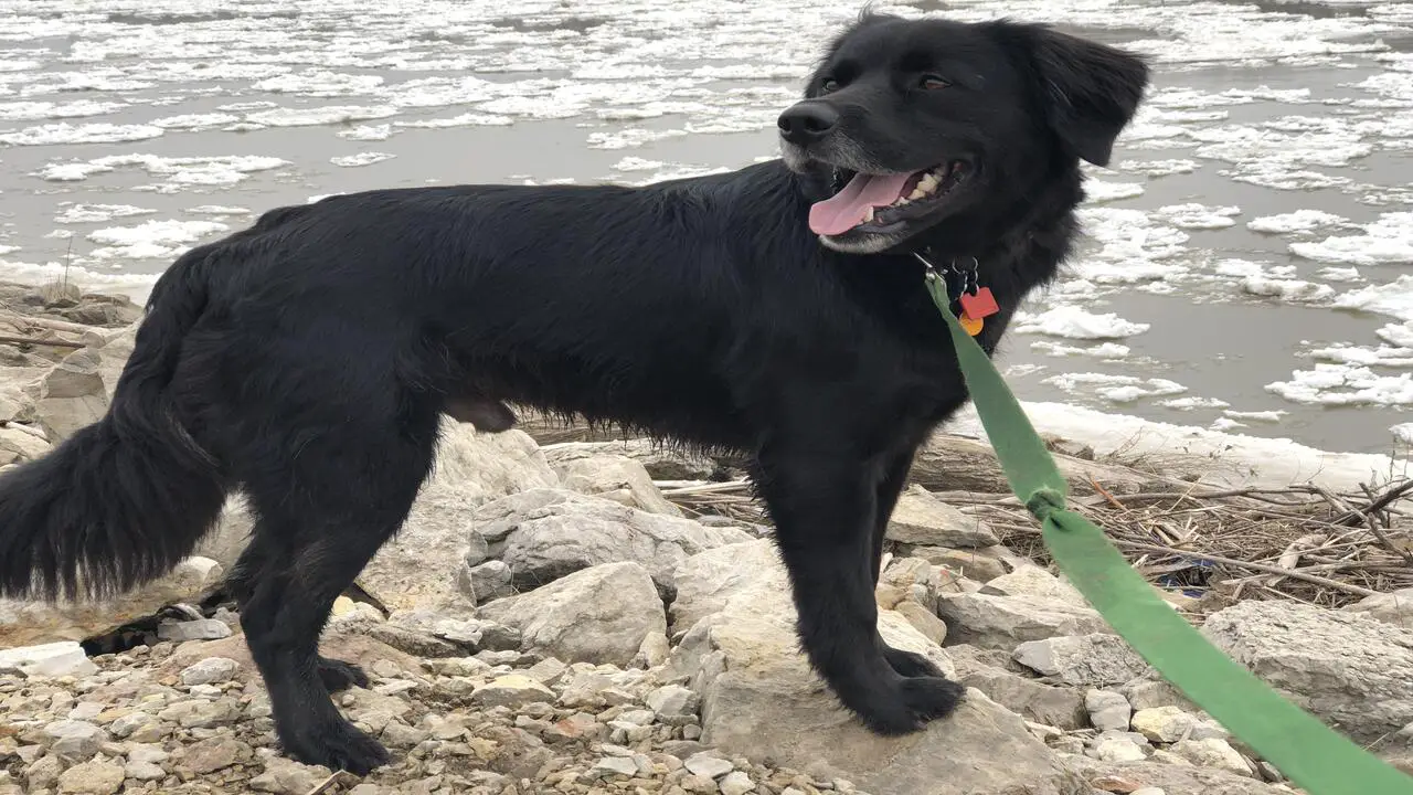 How To Adopt Flat-Coated Retriever Border Collie Mix