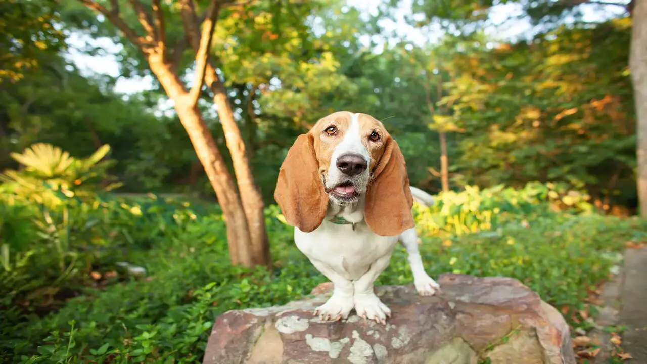 How To Care For Your Lemon Basset Hound Puppy