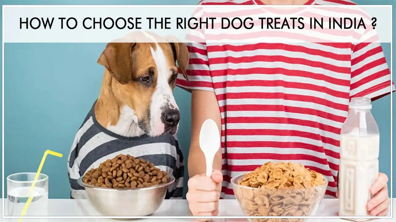 How To Choose The Right Treats For Your Dog