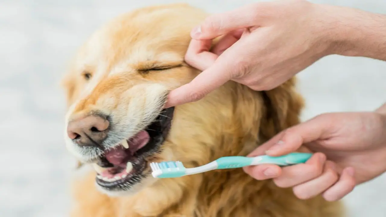How To Deal With The Death Of A Dog After Dental Cleaning