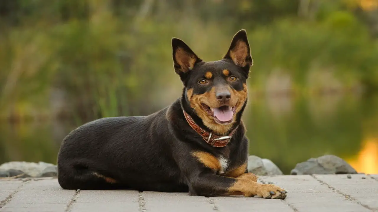 How To Grooming Kelpie Cattle Dog Mix