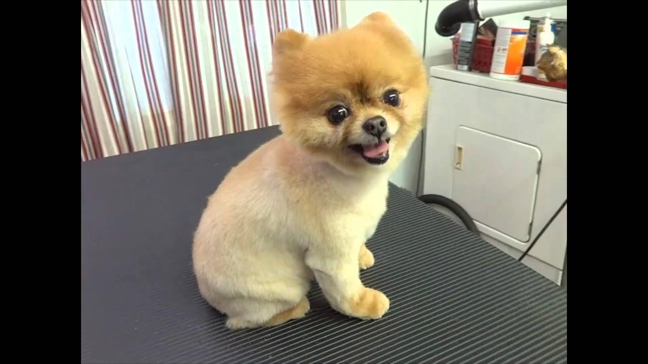 How To Grooming Your Pomeranian Shaved Dog At Home