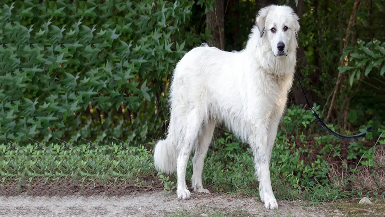 How To Keep Your Great Pyrenees' Feet Safe During Hikes And Walks