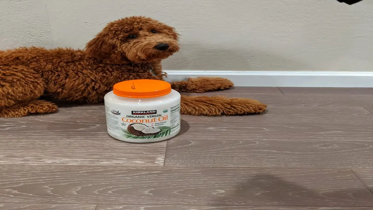 How To Prevent Dogs From Eating Coconut Oil