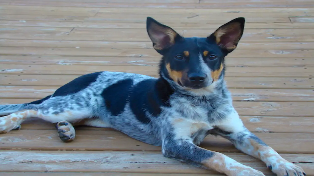 How To Take Care Of The Rat Terrier Blue Heeler Mix Puppies