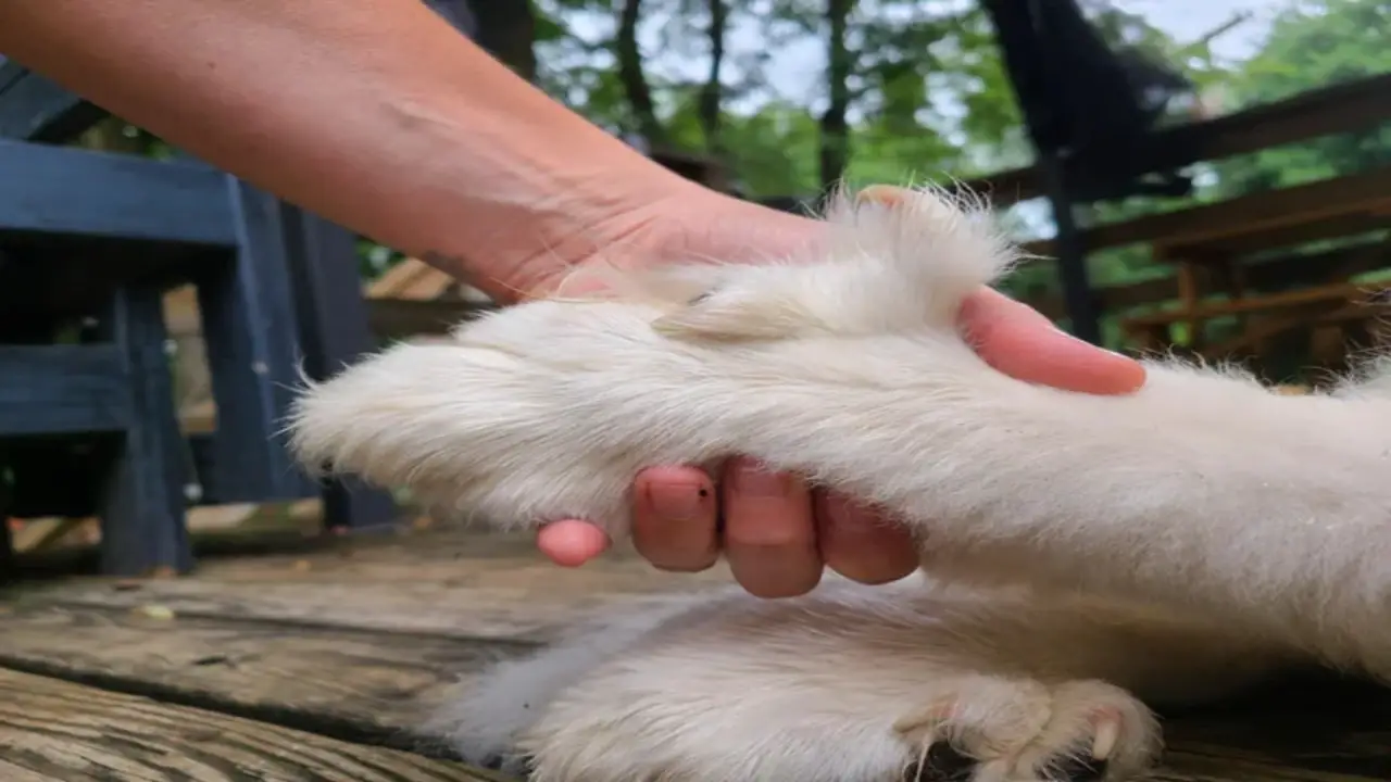 How To Take Care Of Your Great Pyrenees Feet