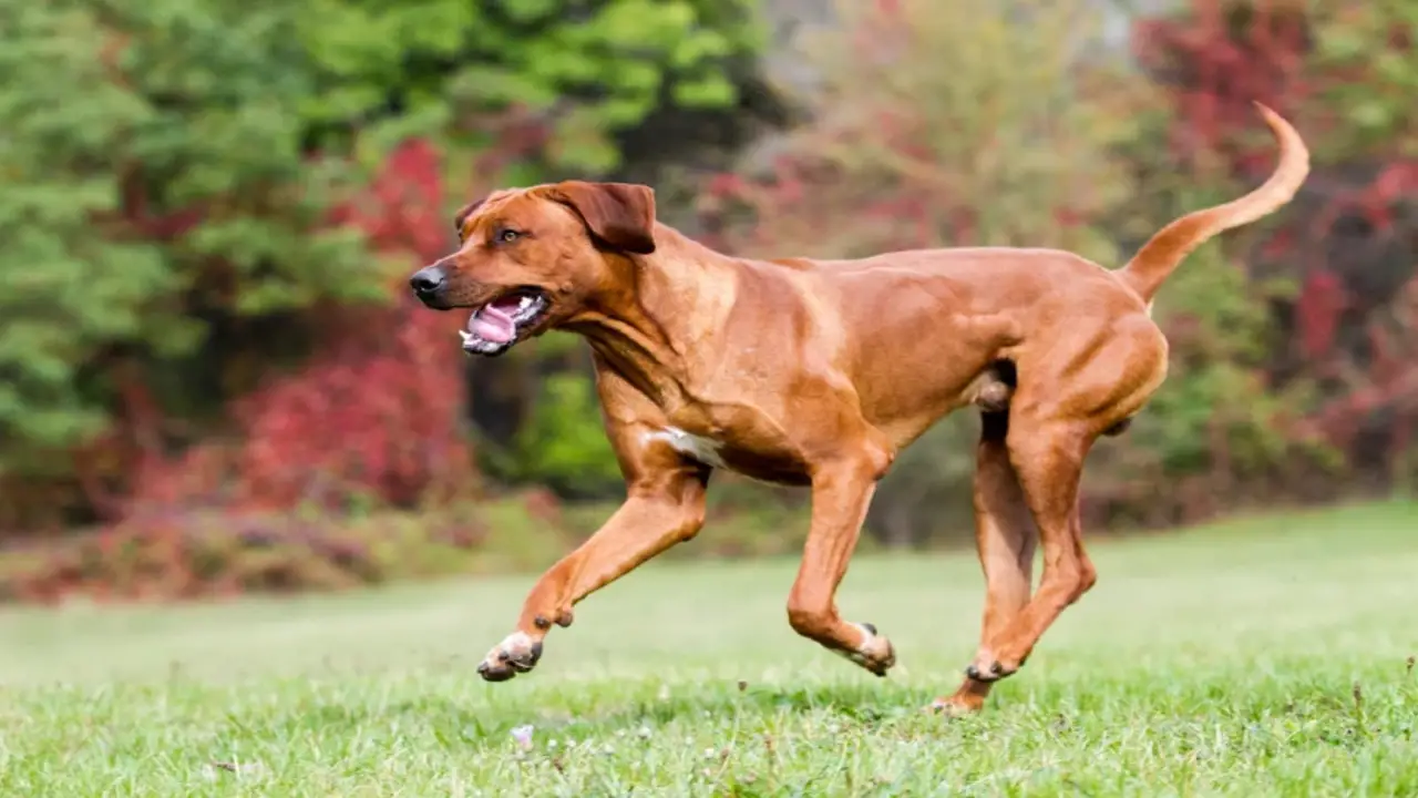 How To Train And Care For Rhodesian Ridgeback Belgian Malinois Mix
