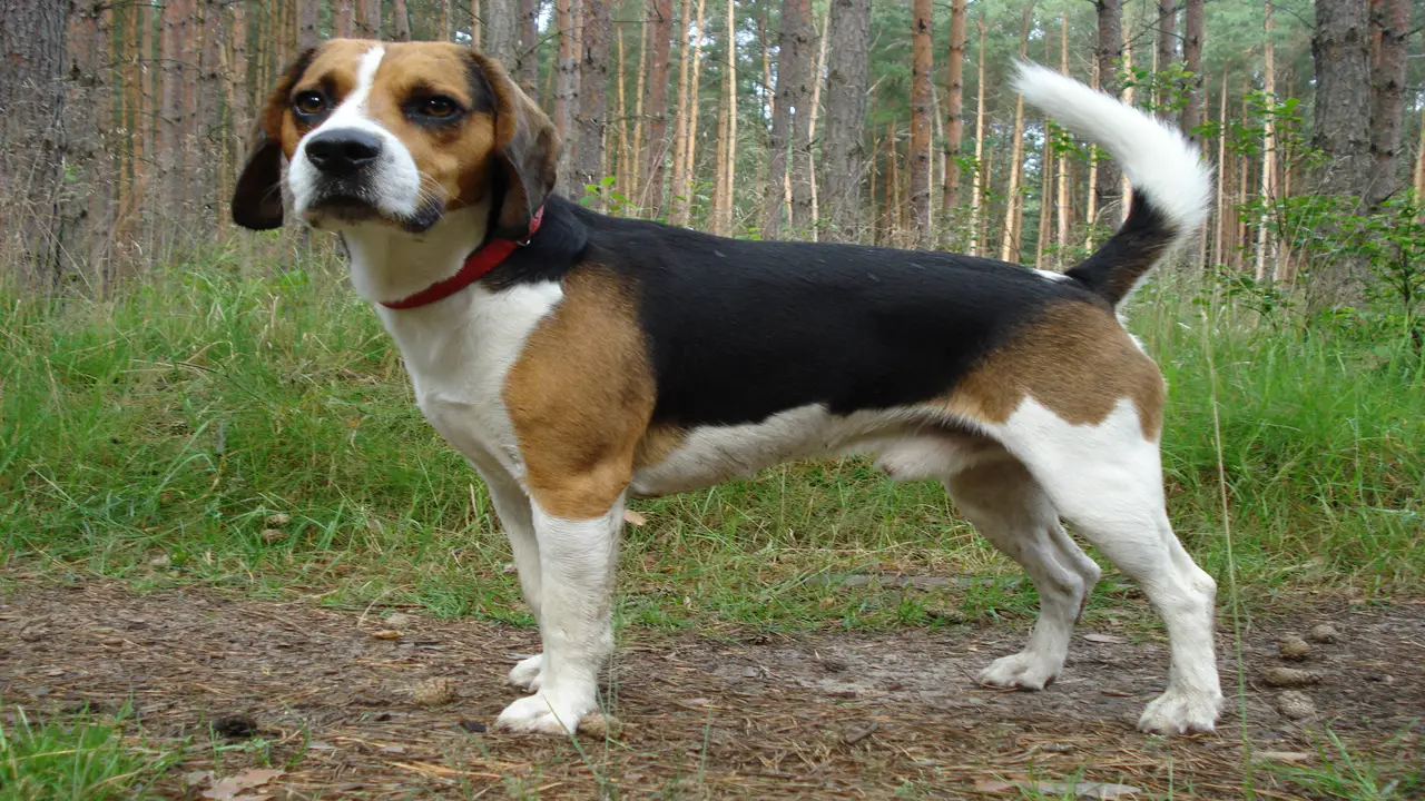 How To Train And Exercise A Mountain Cur Beagle-Mix