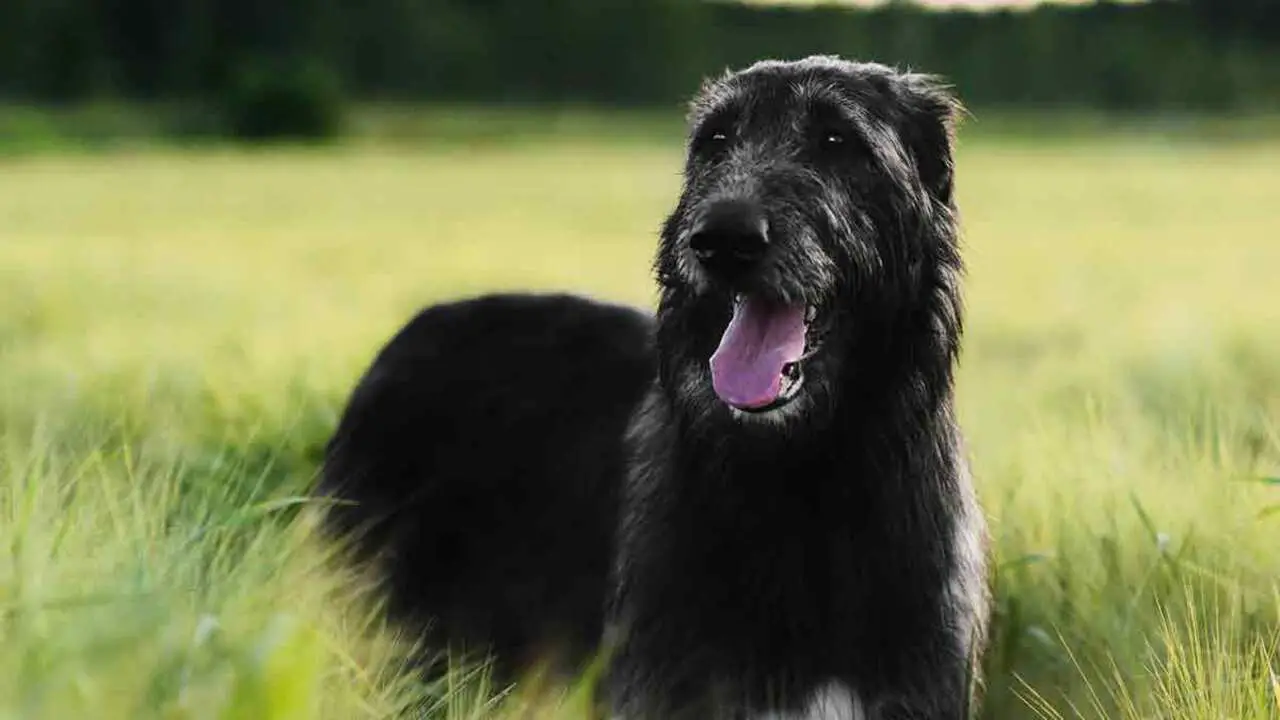 How To Train Black Lab Irish Wolfhound Mix