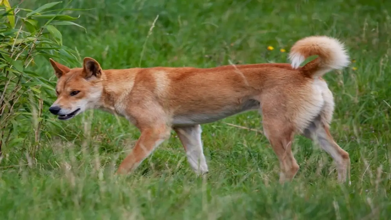 How To Train The Dingo Shepherd Mix