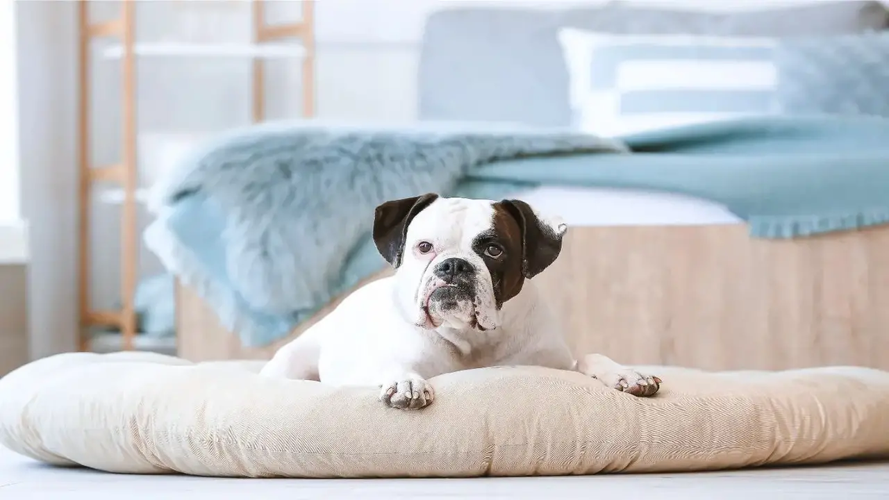 How To Transition From Crate To Dog Bed Easily