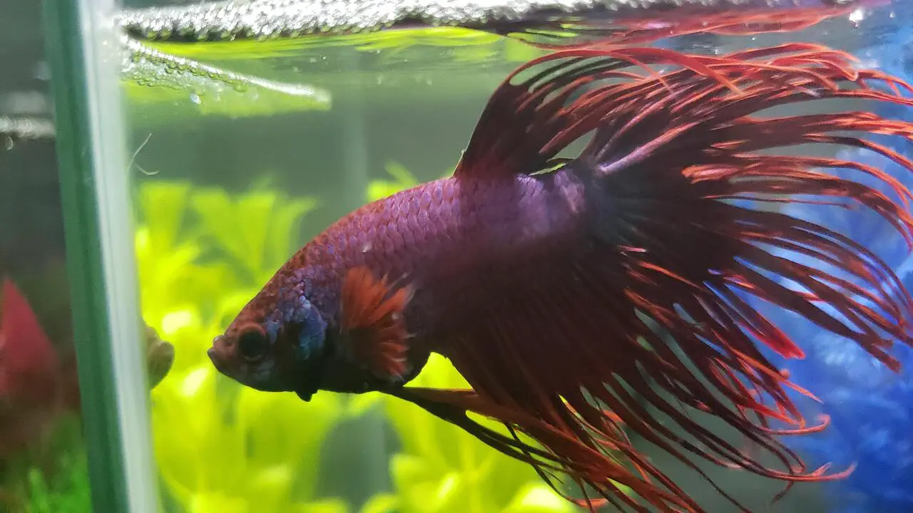 How To Treat And Prevent Dropsy Or Constipation Betta Fish
