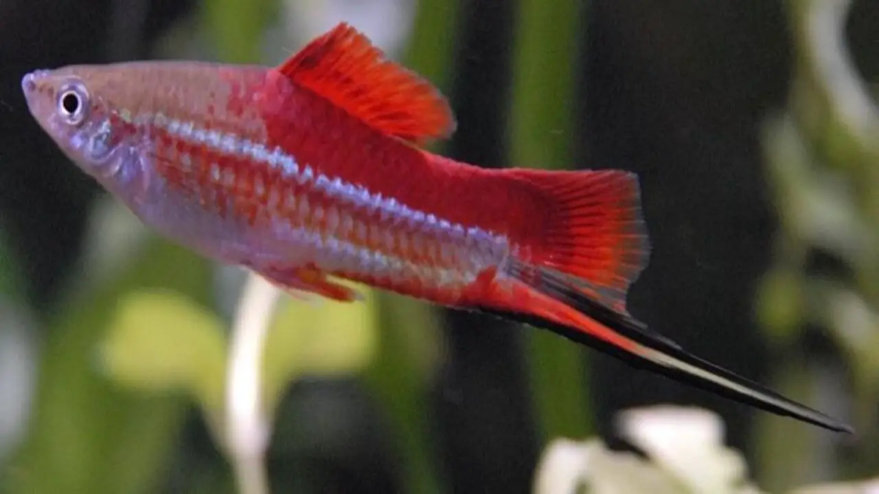 How To Treat Shimmying Fish In Your Aquarium