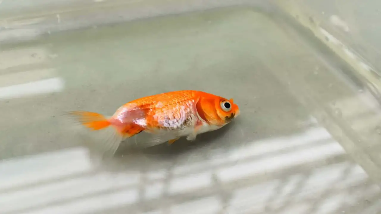 Identify Red Spots On Goldfish For Treatment