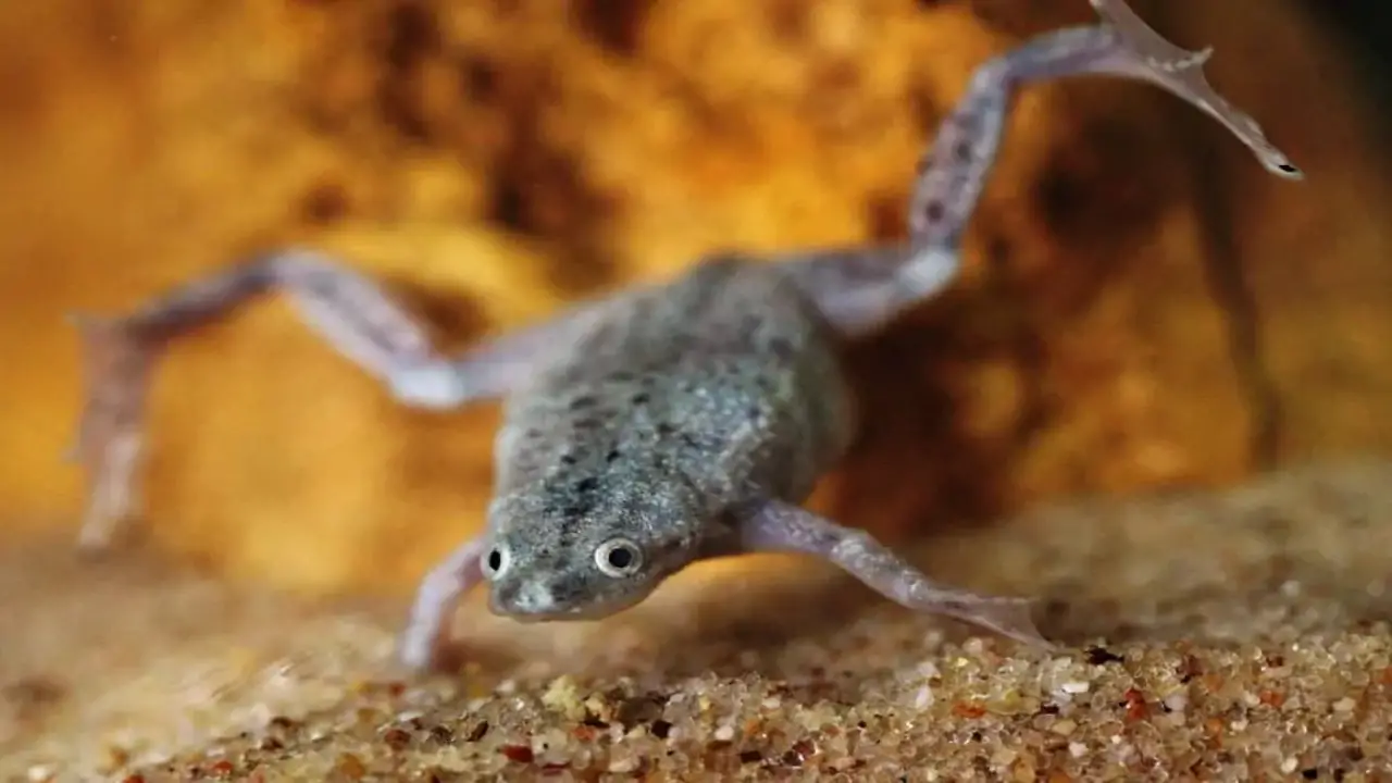 Identifying Pregnant African-Dwarf Frogs