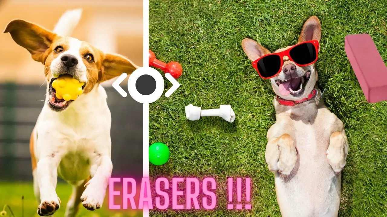 Immediate Steps To Take If Your Dog Eats A Magic Eraser