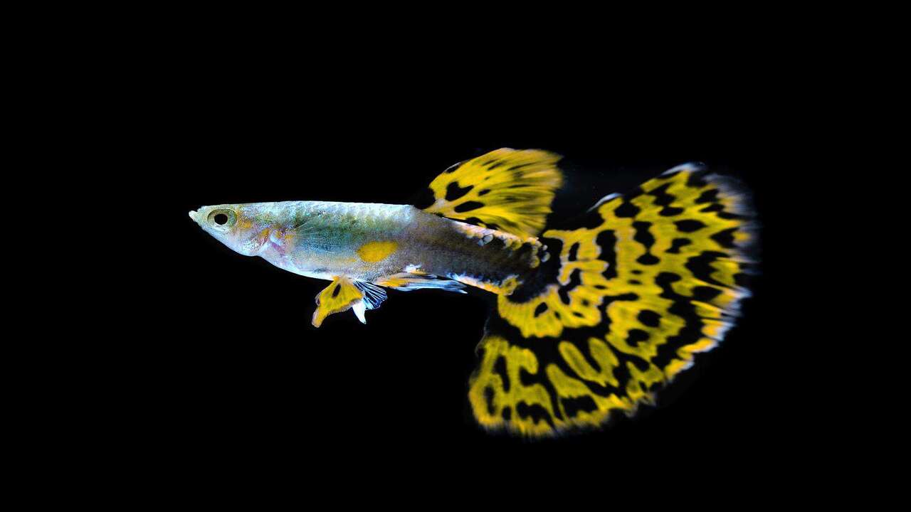 Is It Safe To Buy Guppies Online