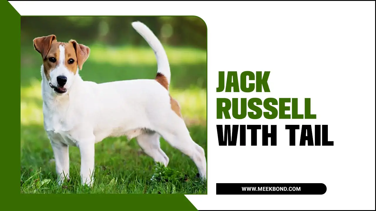 Unique Traits Of Jack Russell With Tails