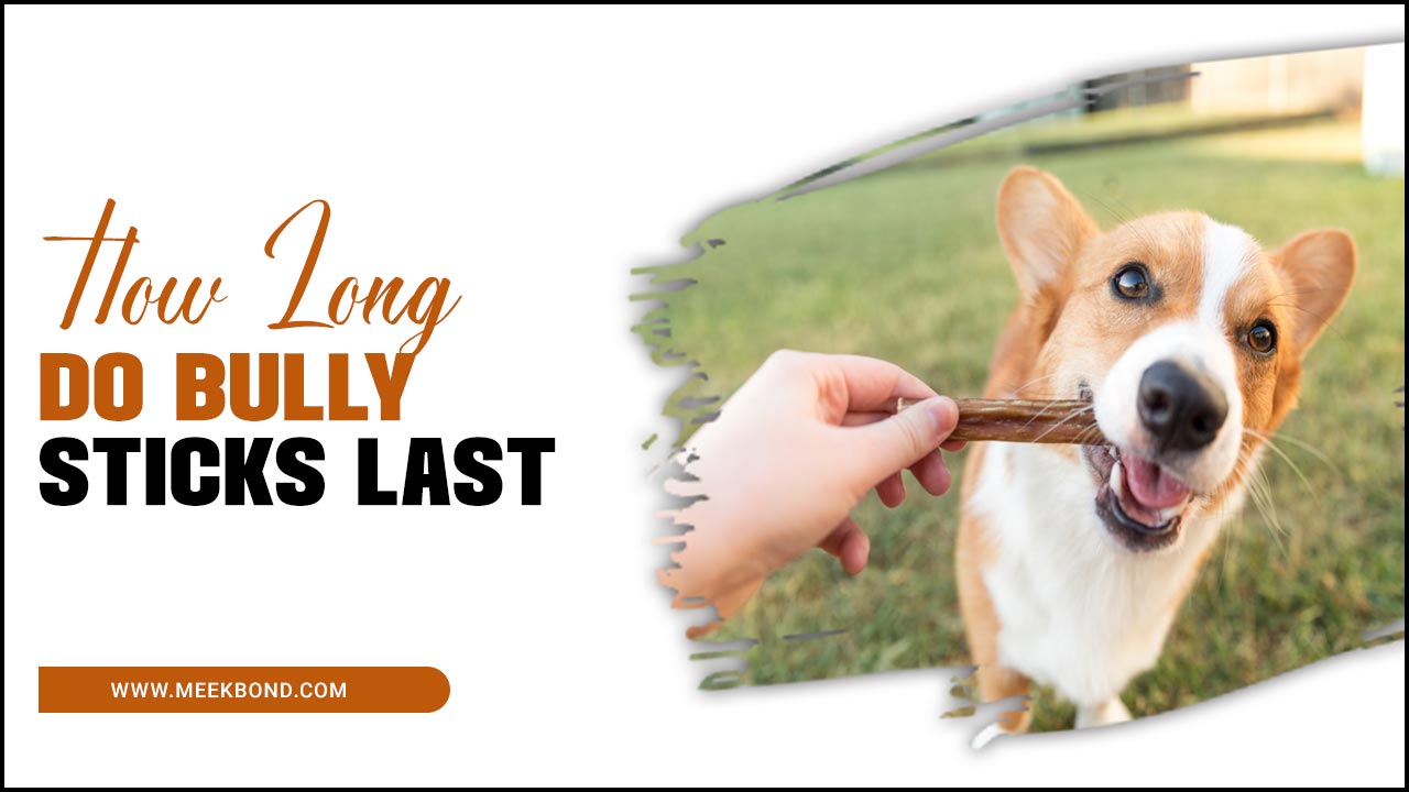 How Long Do Bully Sticks Last? – You Should Know