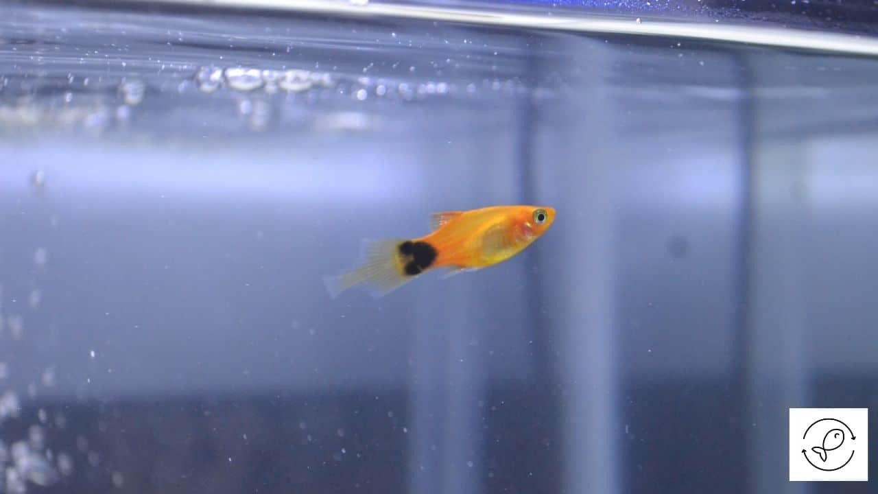 Maintaining Temperature, Ph, And GH Levels In Platy Fish Tank