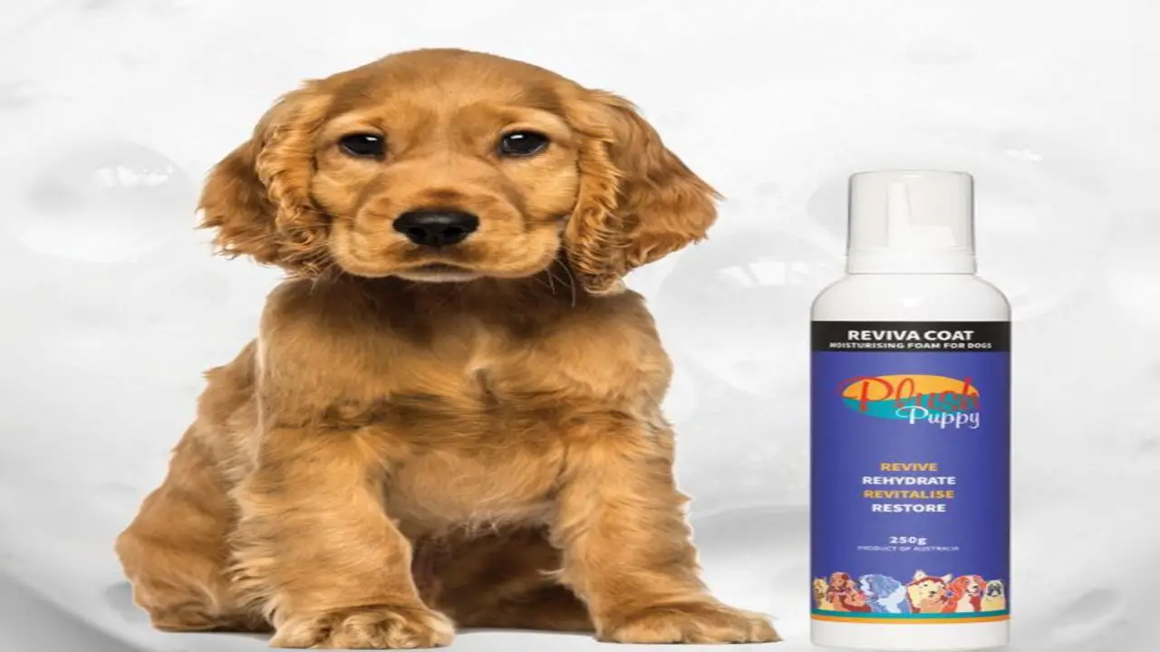 Maintaining Your Dog's Coat With Show Sheen