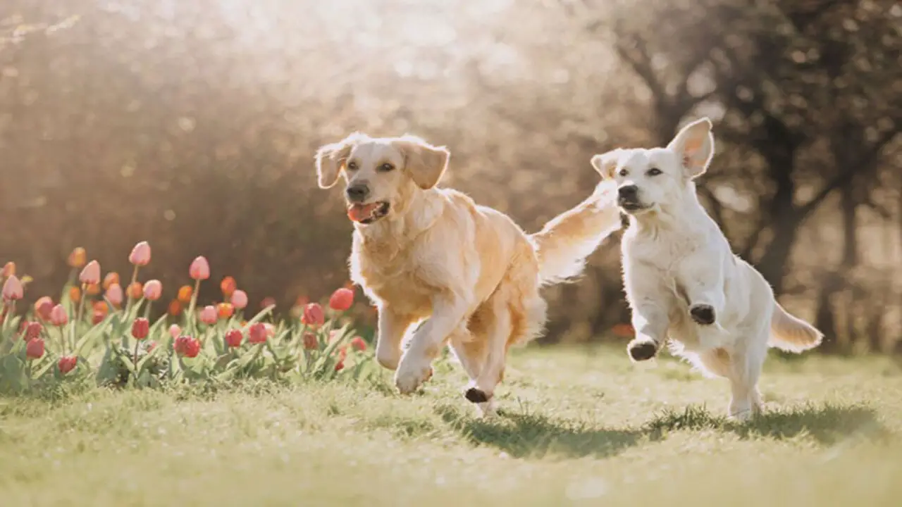 My Dog Runs Away From New Puppy-10 Best Tips To Stop It