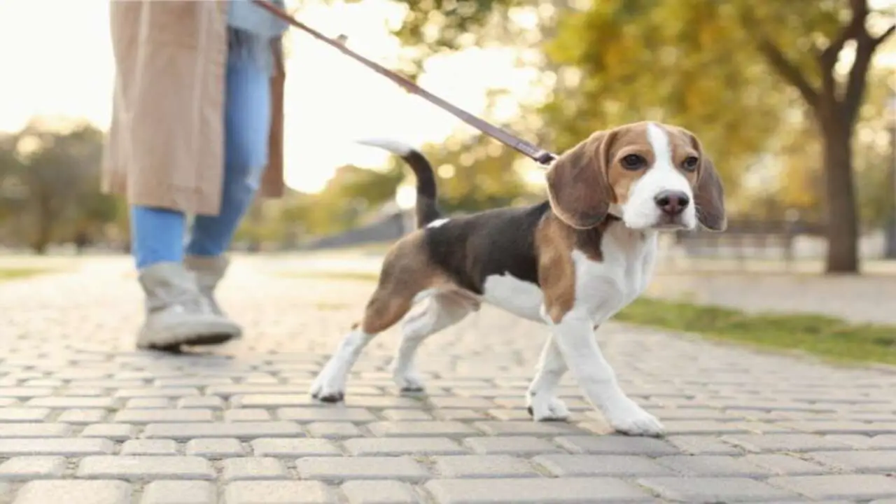 Patience And Perseverance In Training Your Beagle