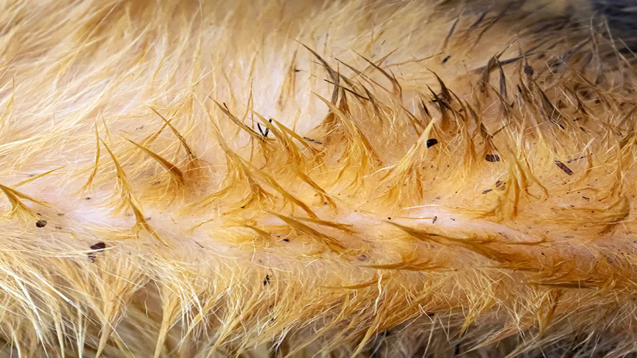 Pictures Of Flea Dirt On Dogs Explained