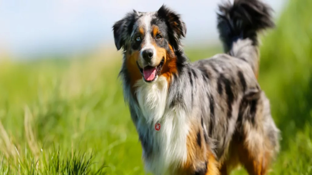 Potential Risks And Considerations Before Shaving An Australian Shepherd