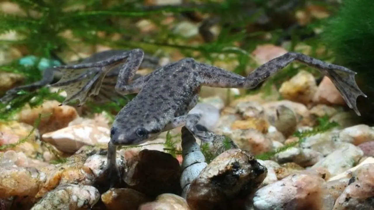 Pregnant African Dwarf Frog- What You Should Know