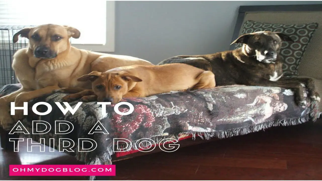 Preparing Your Home For A Third Dog