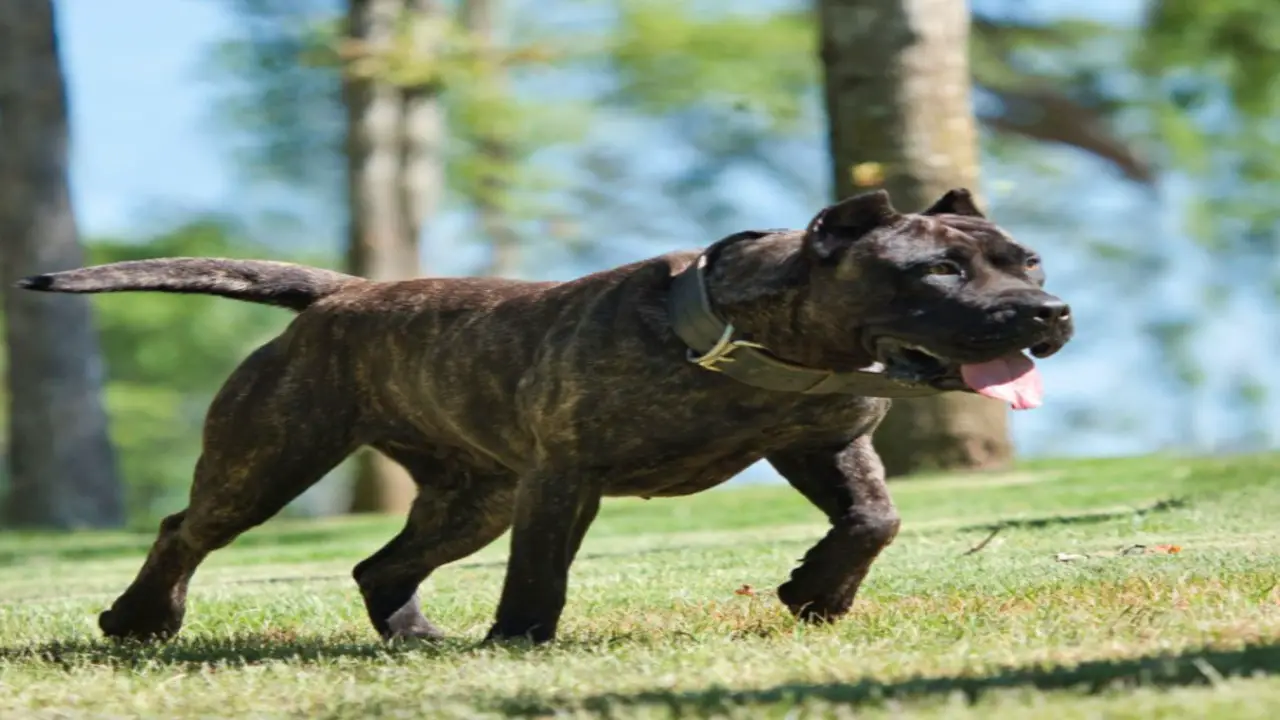 Presa Canario Mix With Pitbull Breed Overview: At A Glance With Chart