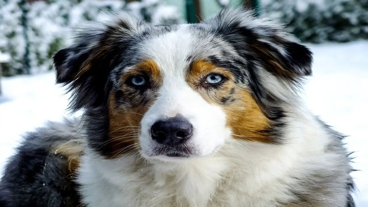 Pros And Cons Of Owning A Mini Australian Shepherd Chihuahua-Mix