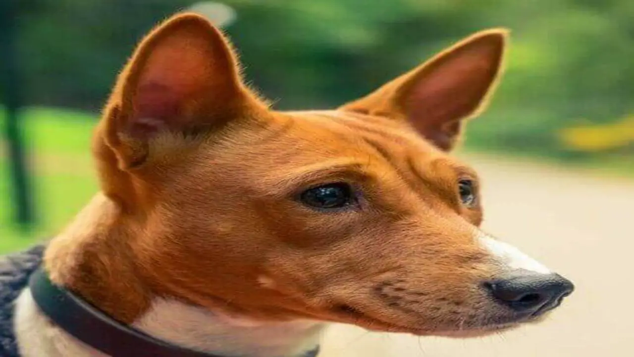 Quick Facts About The Basenji-Cattle Dog Mix
