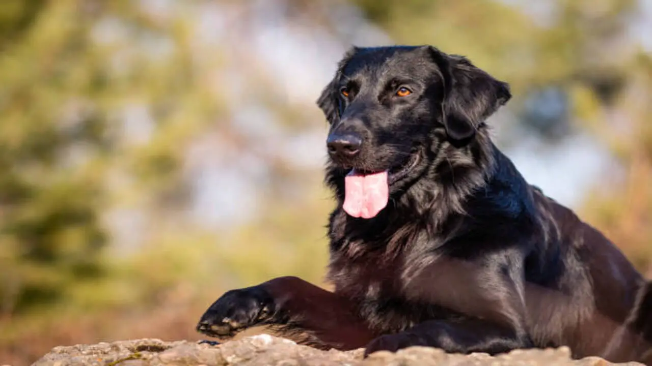 Quick Facts About The Flat-Coated Retriever Border Collie Mix
