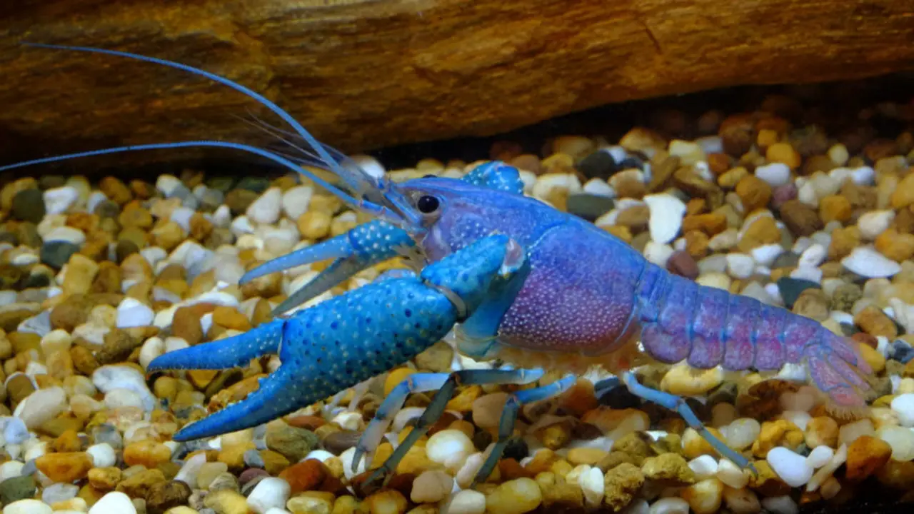 Raising Young Aquarium Crayfish