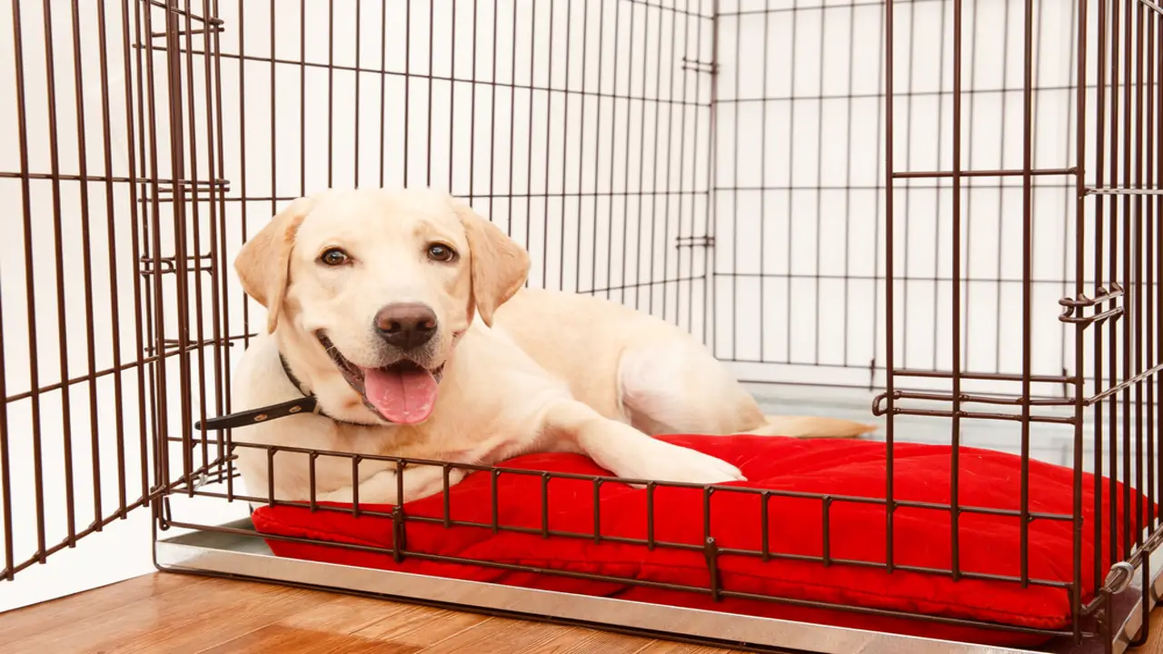 Recognizing The Right Time When To Move Puppy Crate Out Of Bedroom