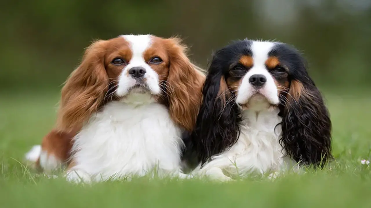 Reward Your Cavalier King Charles With Treats And Praise For A Job Well Done