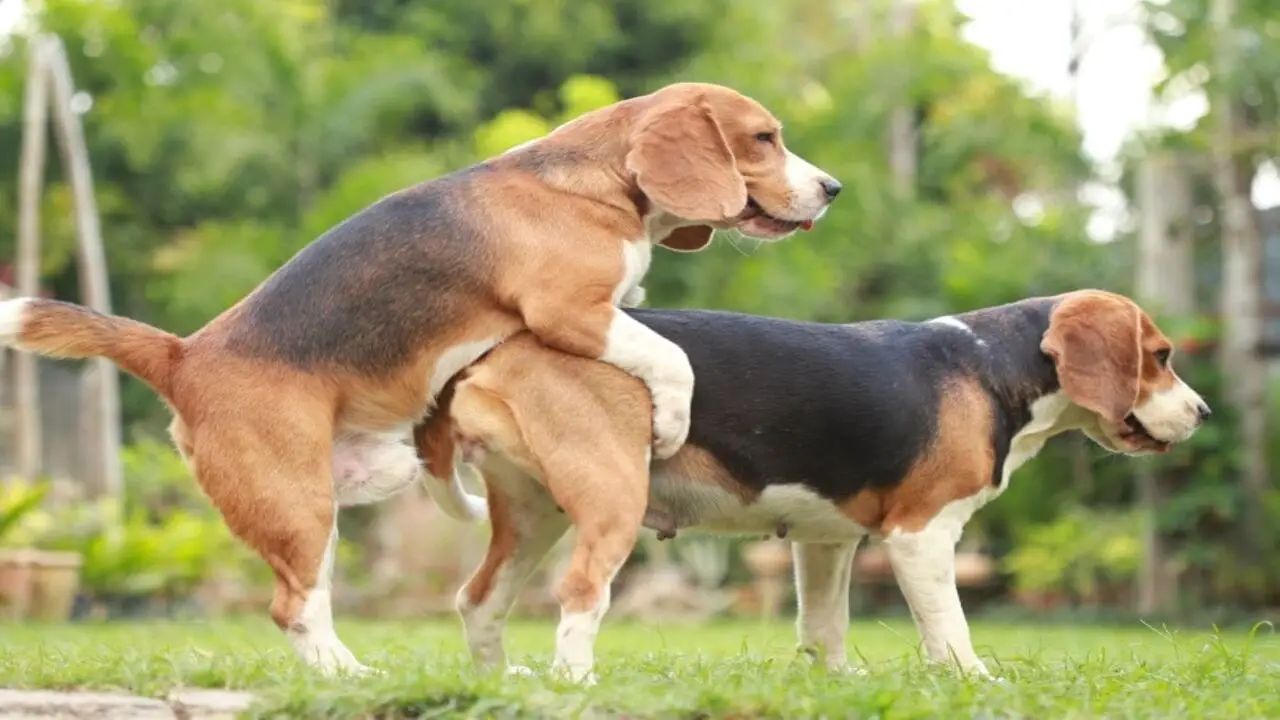 Risks And Consequences Of Same-Sex Mating For Dogs