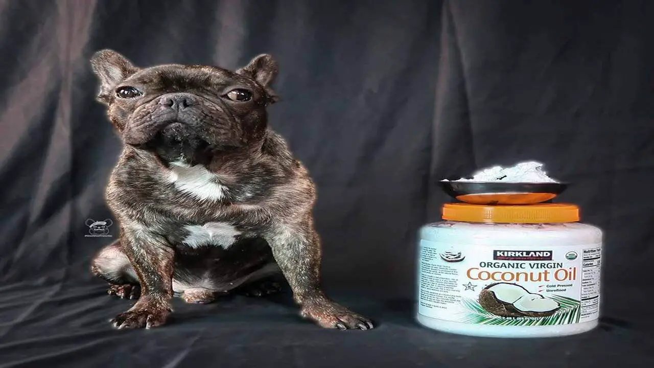 Risks Associated With Feeding Coconut Oil To A Dog