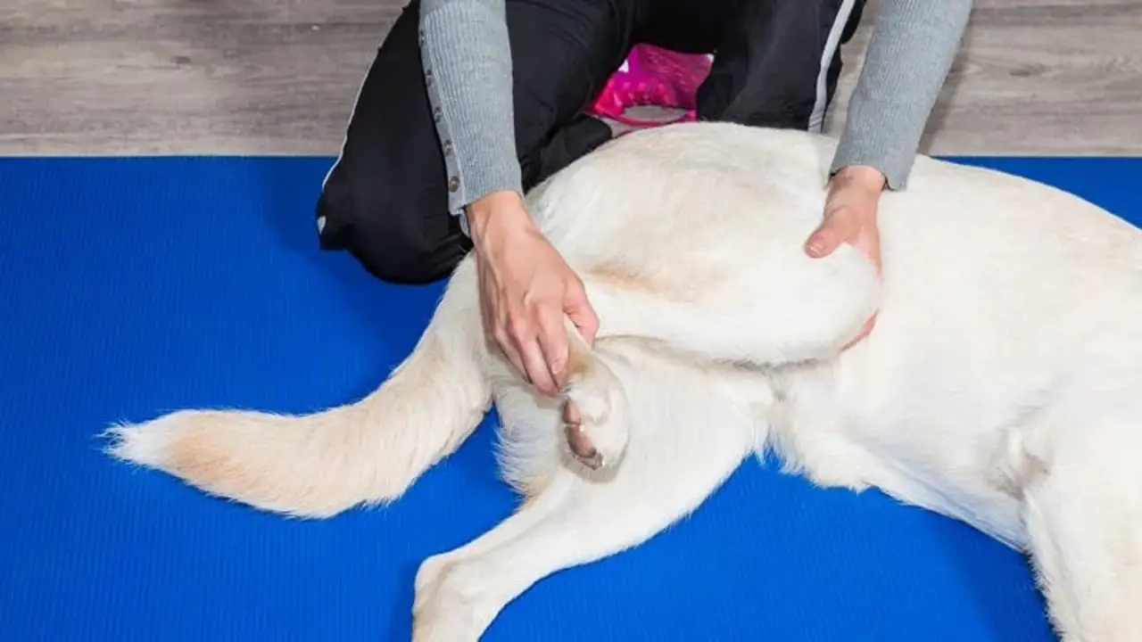 Seeking Professional Guidance From A Veterinarian Or Canine Physical Therapist