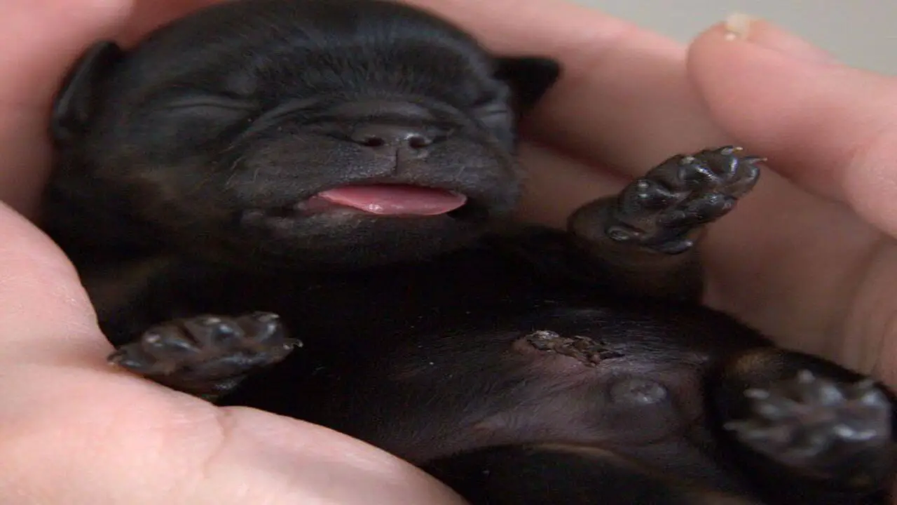 Selling A Puppy With An Umbilical Hernia - Let's Know How Can You Do This