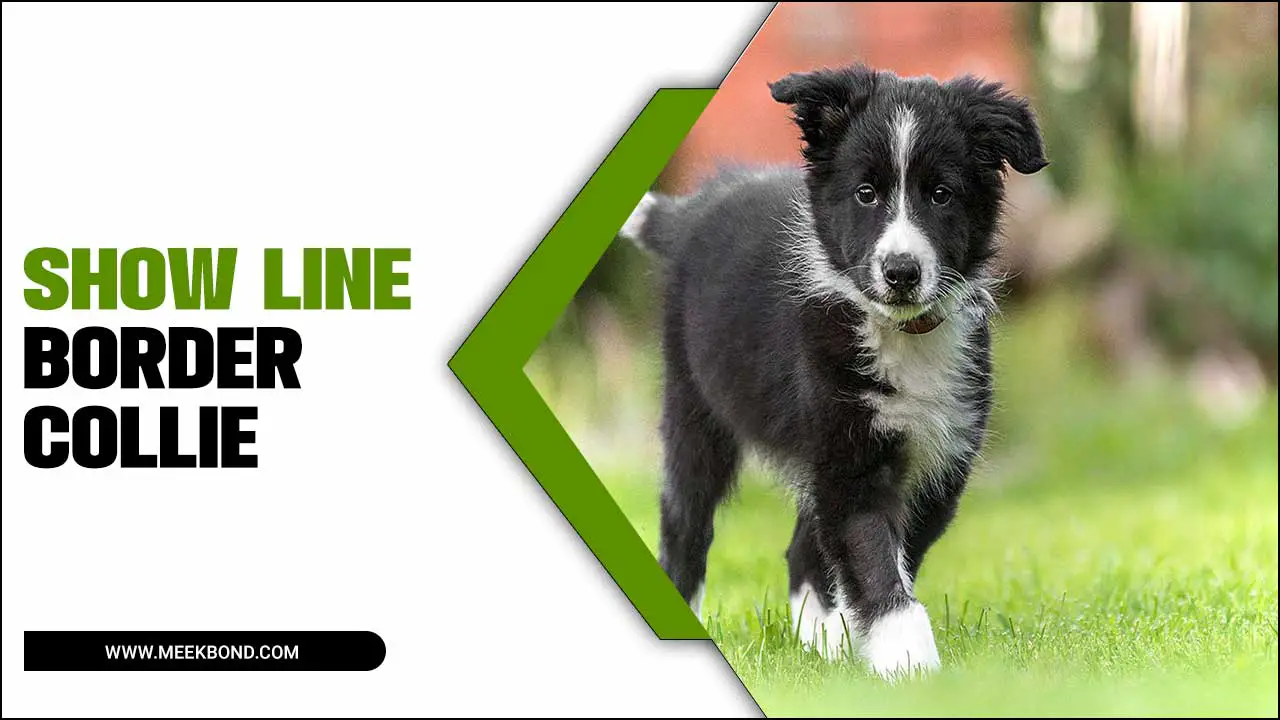Show Line Border Collies: Training Tips And Tricks