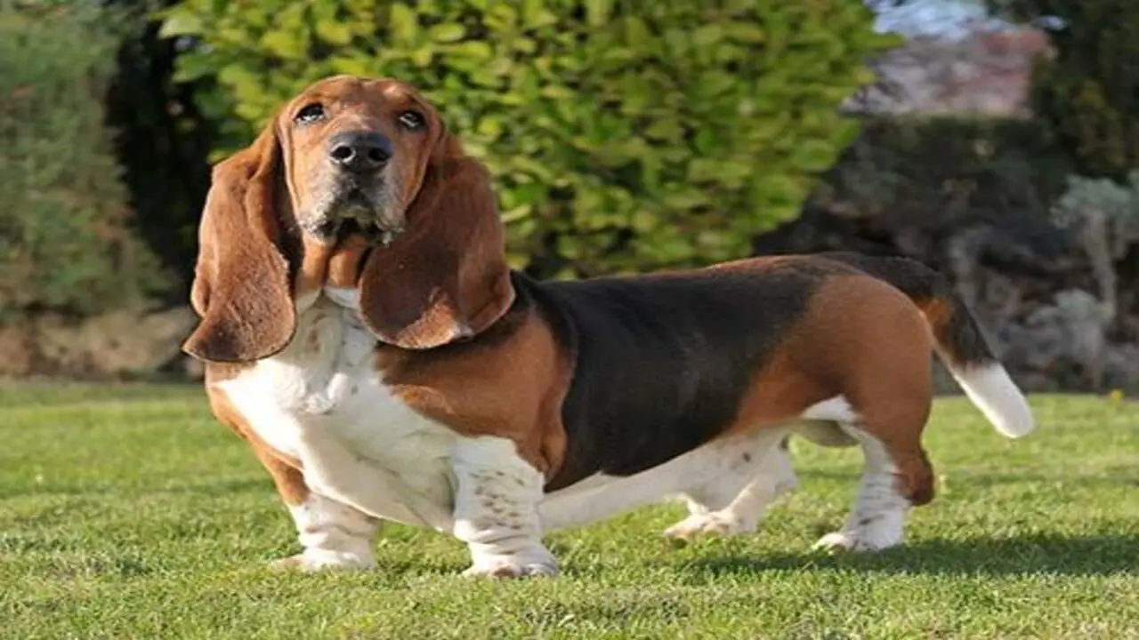 Size And Weight Of A Blue-Eyed Basset Hound