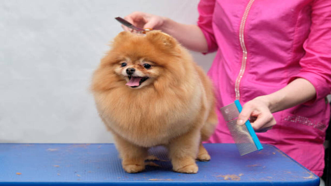 Steps To Grooming A Shaved Pomeranian At Home
